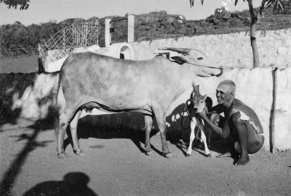 Bhagavam Lakshmi and a calf