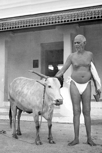 Bhagavan and Laksmi standing near the ashram cowshed