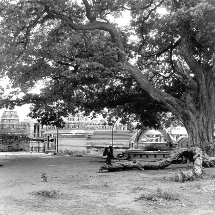 Temple-iluppai-tree.jpg