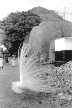 The white peacock at Ramanasramam