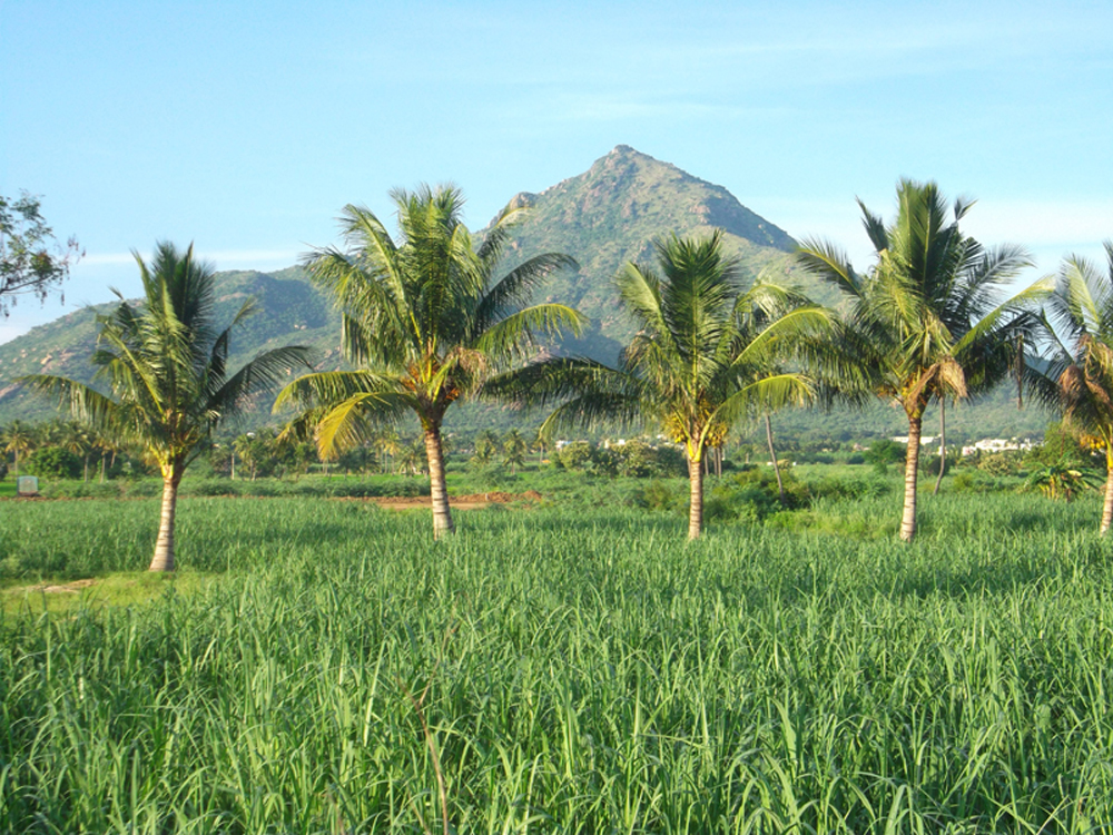 Arunachala 8