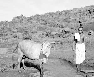 Annamalai Swami with Lakshmi on the lower slopes of Arunachala