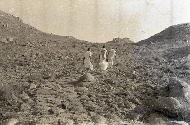 Skandashram-path-pre-trees