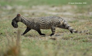 civet